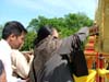 phrabang05d-177