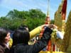 phrabang05d-204